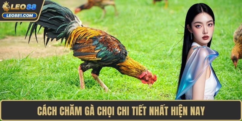 Cách chăm gà chọi chi tiết nhất hiện nay